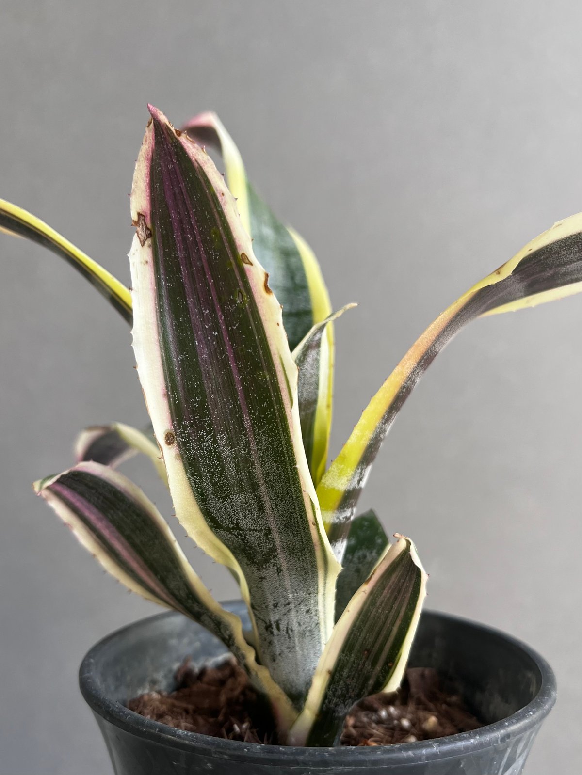 エクメア オットー 「Aechmea Otto」12A | SHOUCHIKUEN