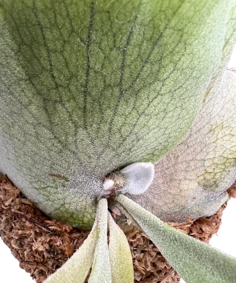 ビカクシダ ウィリンキー cv. メタリカ (子株) 「Platycerium