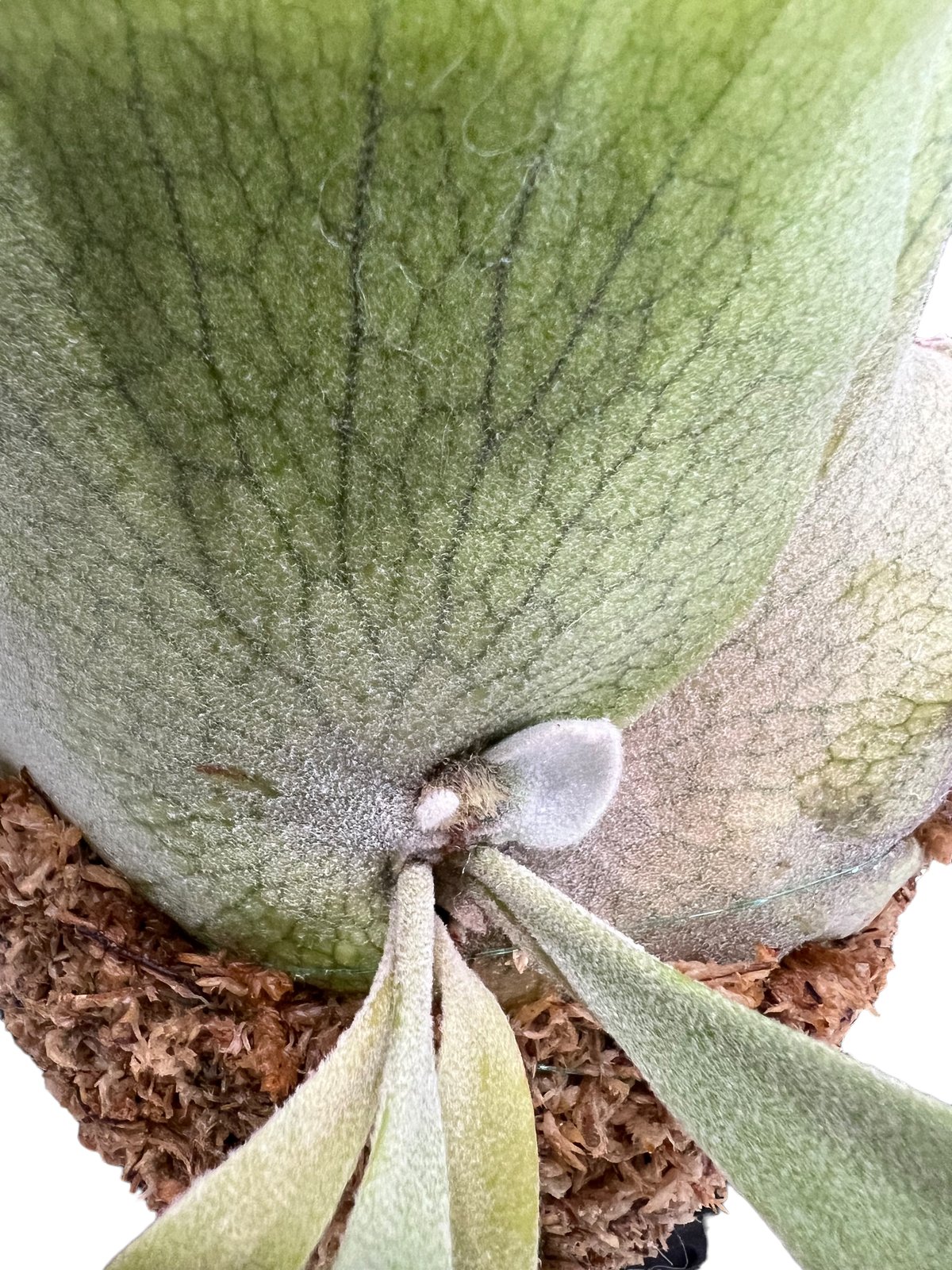 【TMK】Willinckii cv.Predator ビカクシダ　子株 willinckii cv predator ① ビカクシダ P. willinckii cv