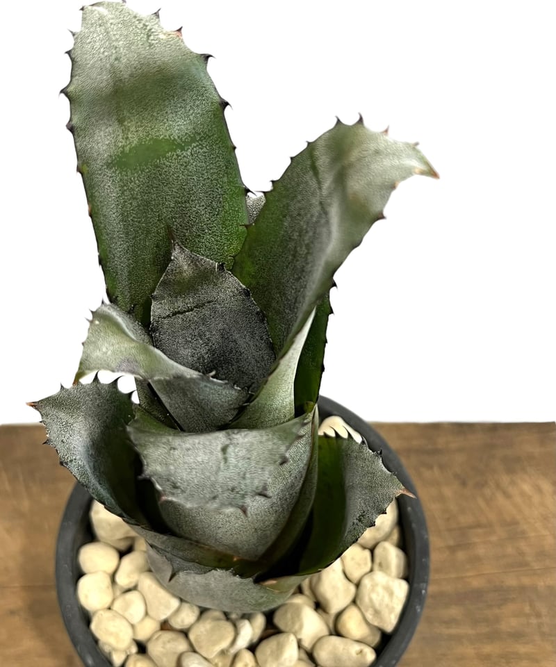 ホヘンベルギア sp. 357 「Hohenbergia sp. 357」 49H | SHO