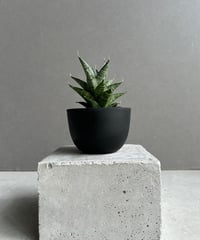 サンセベリア ES.849 斑入「Sansevieria ES. 849 var.」 8/8