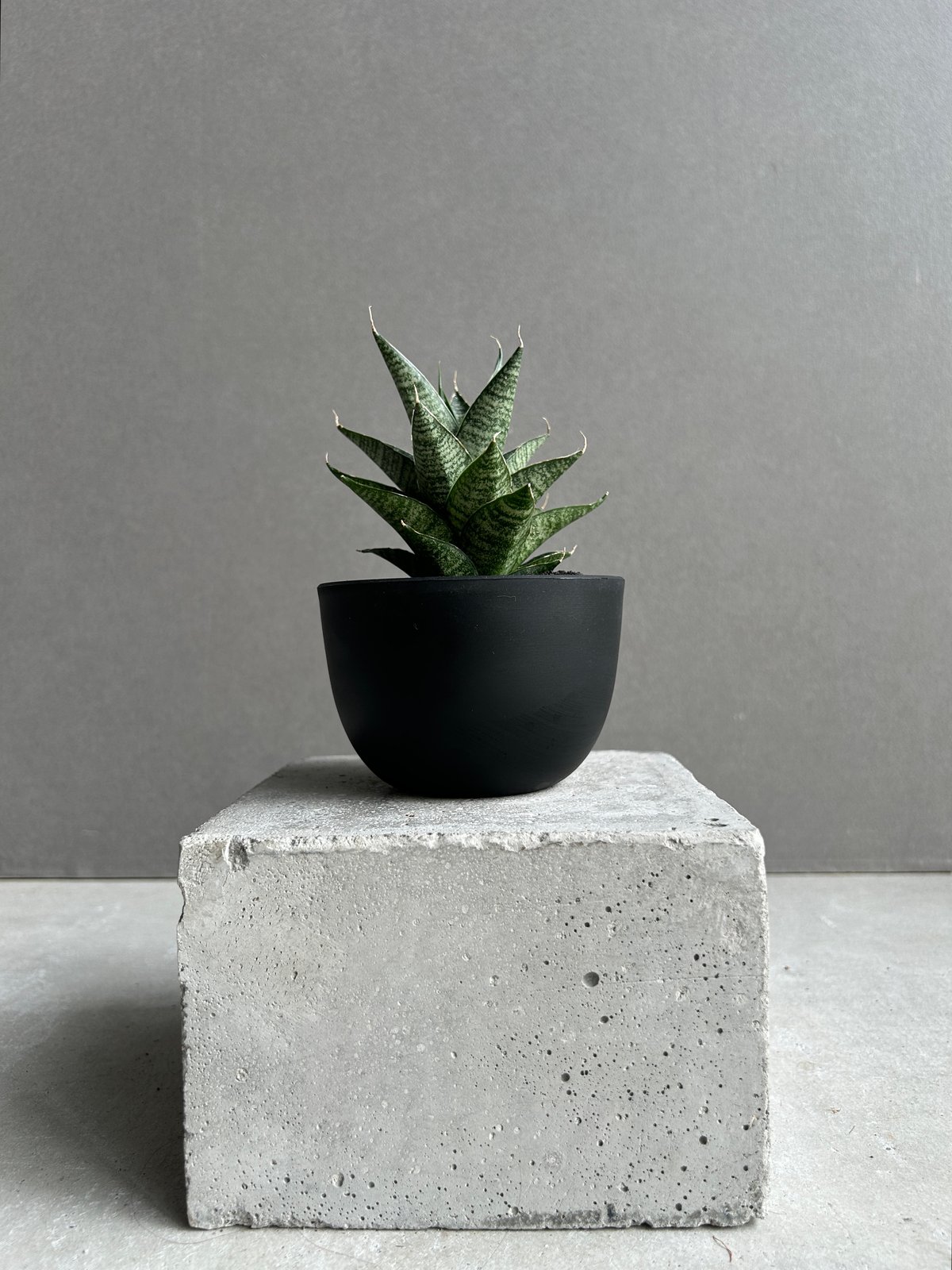 サンセベリア ブラック キャッスル「Sansevieria Black Castle 」49I