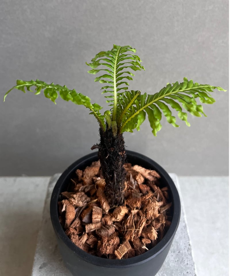 ブレクナム ギッバム ドワーフ 「Blechnum gibbum Dwarf 」21F | S