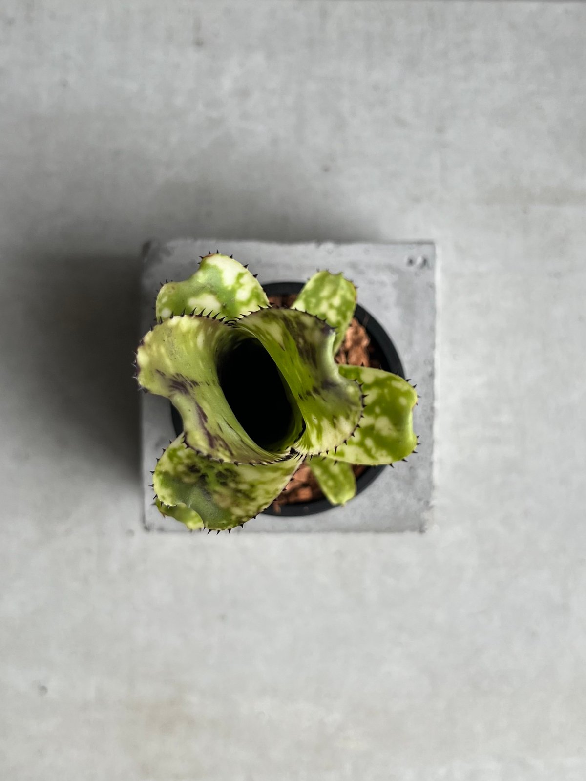 ビルベルギア ライム ストーン 「Billbergia Limestone」2D | SHOU