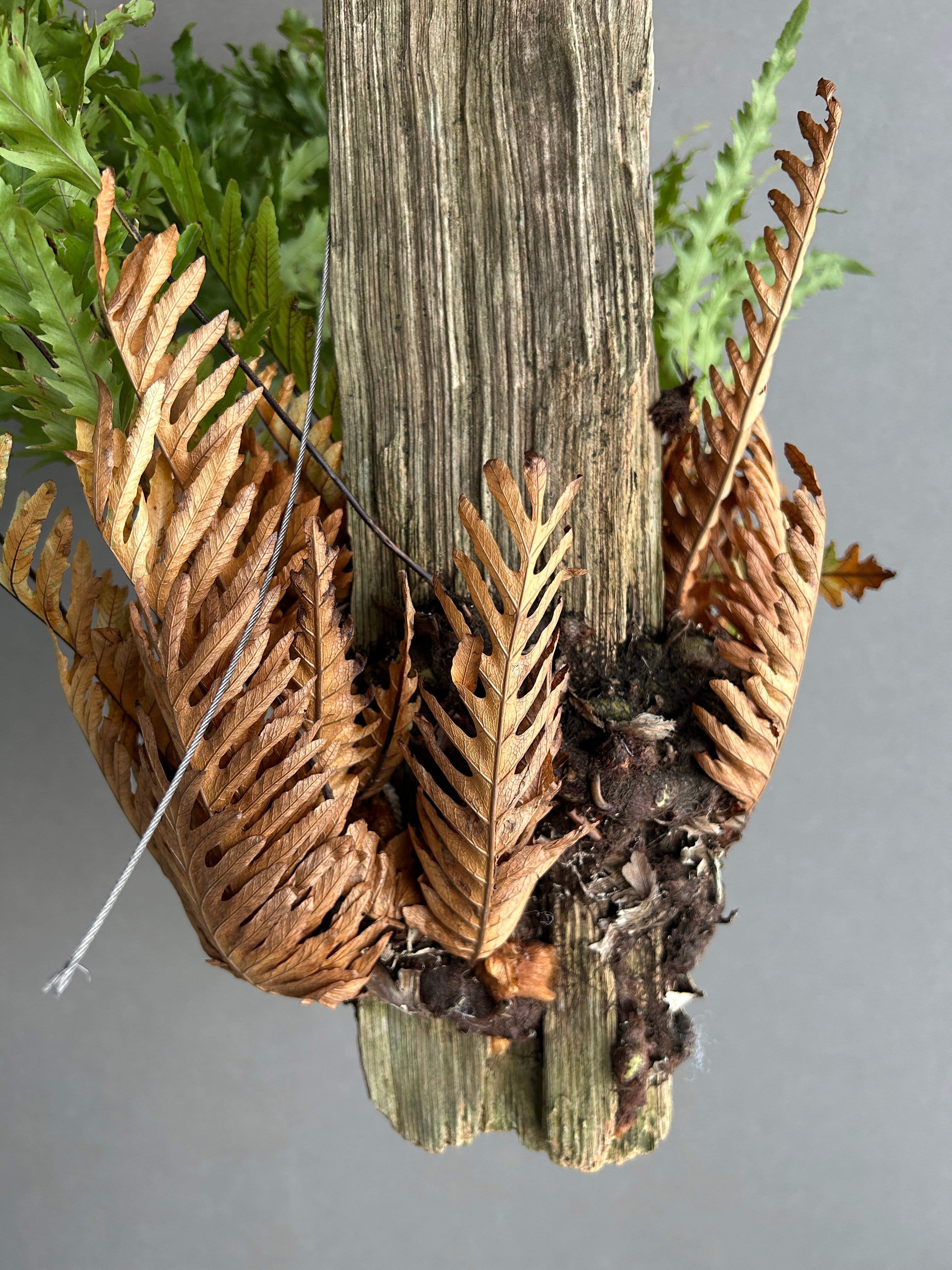 ドリナリア リギデュラ「Drynaria rigidula」5L | SHOUCHIKUEN