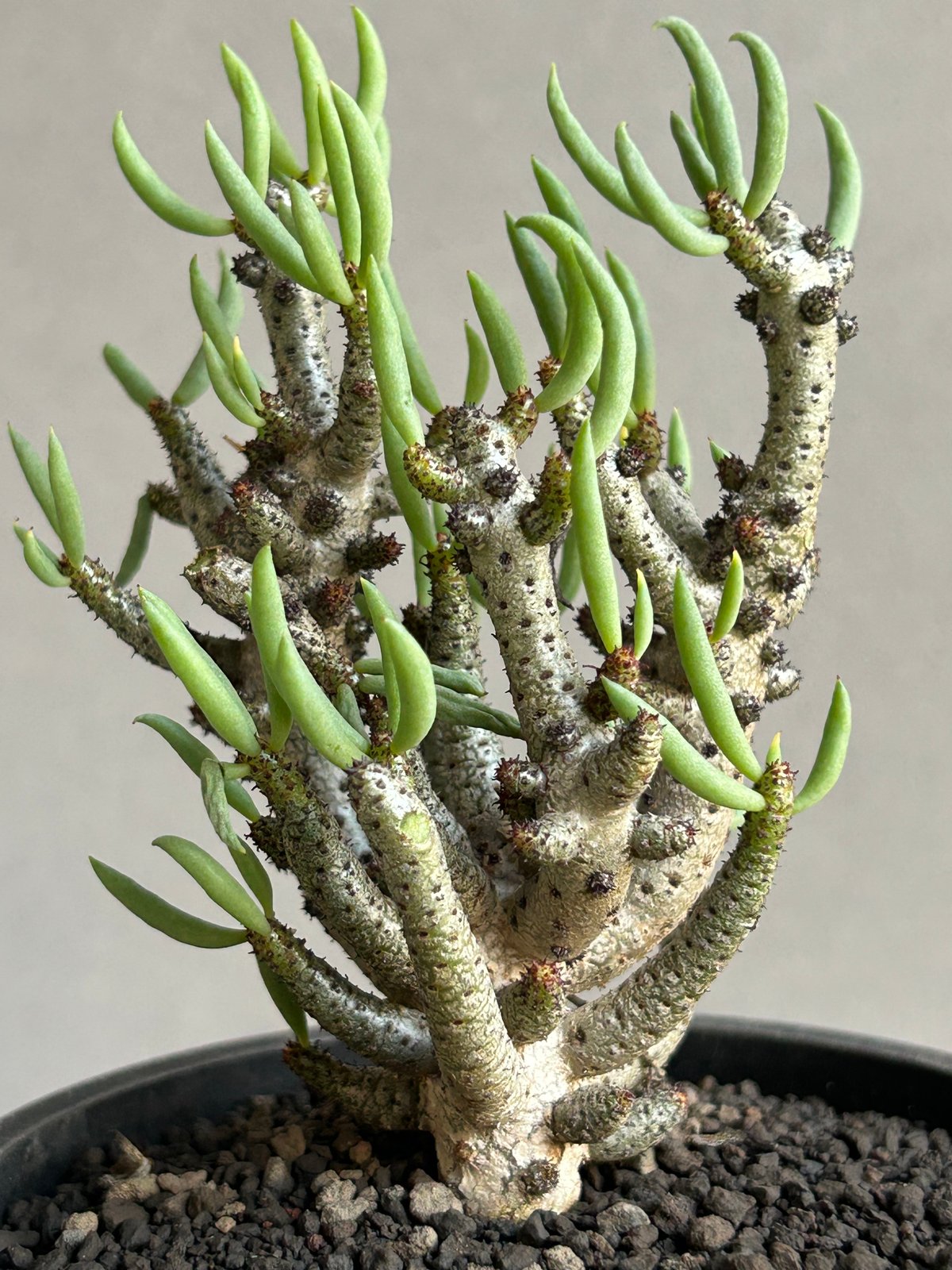 チレコドン　ブッコルジアヌス チレコドン ブッコルジアヌス「Tyleodon buchholzians」72L | SHOU