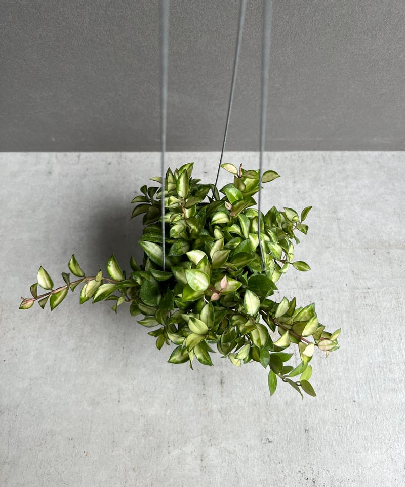 No.3＊Hoya ＊ ホヤ ＊ ラクノーサ ＊ lacunosa Bruno ホヤ ラクノサ ブルーノ 「Hoya Lacunosa Bruno」72S | SHOUCHI