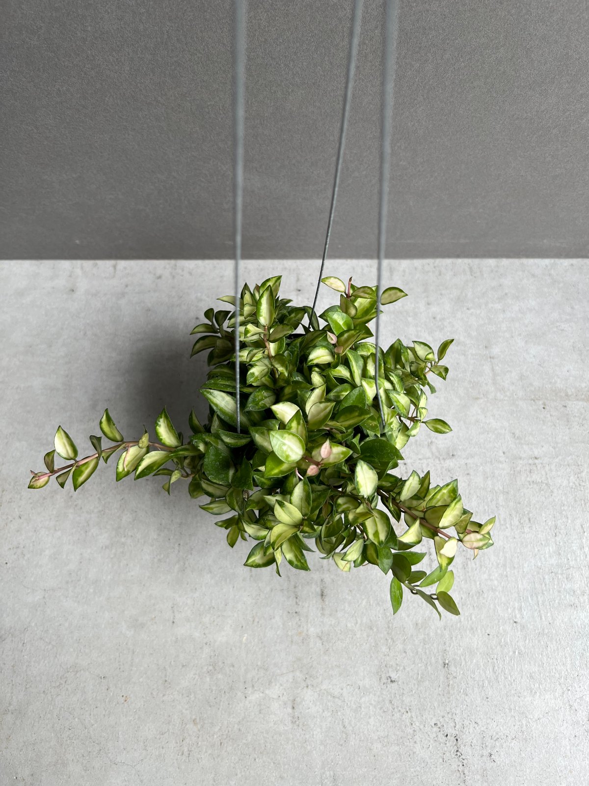 ホヤ ラクノサ ブルーノ 「Hoya Lacunosa Bruno」72S | SHOUCHI