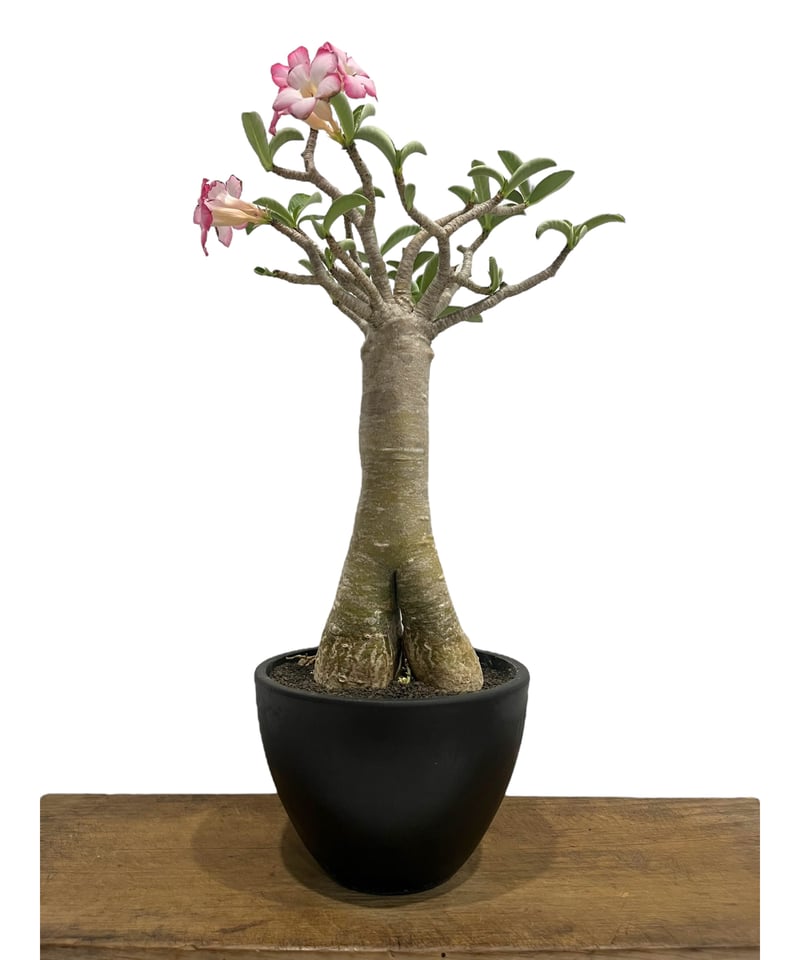 アデニウム アラビカム “バオバブ スタイル” 「Adenium arabicum “Baob