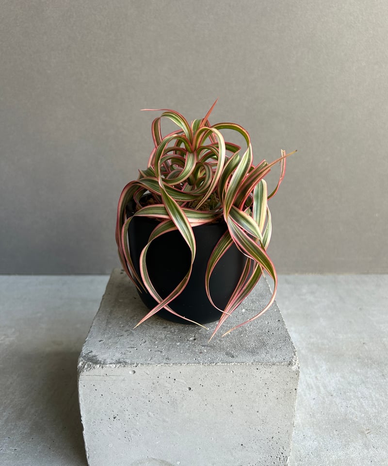 スプモーニさま専用　ドラセナ　キュンティ ドラセナ キュンティ「Dracaena concinne Kuhnty 」82J | SHOU