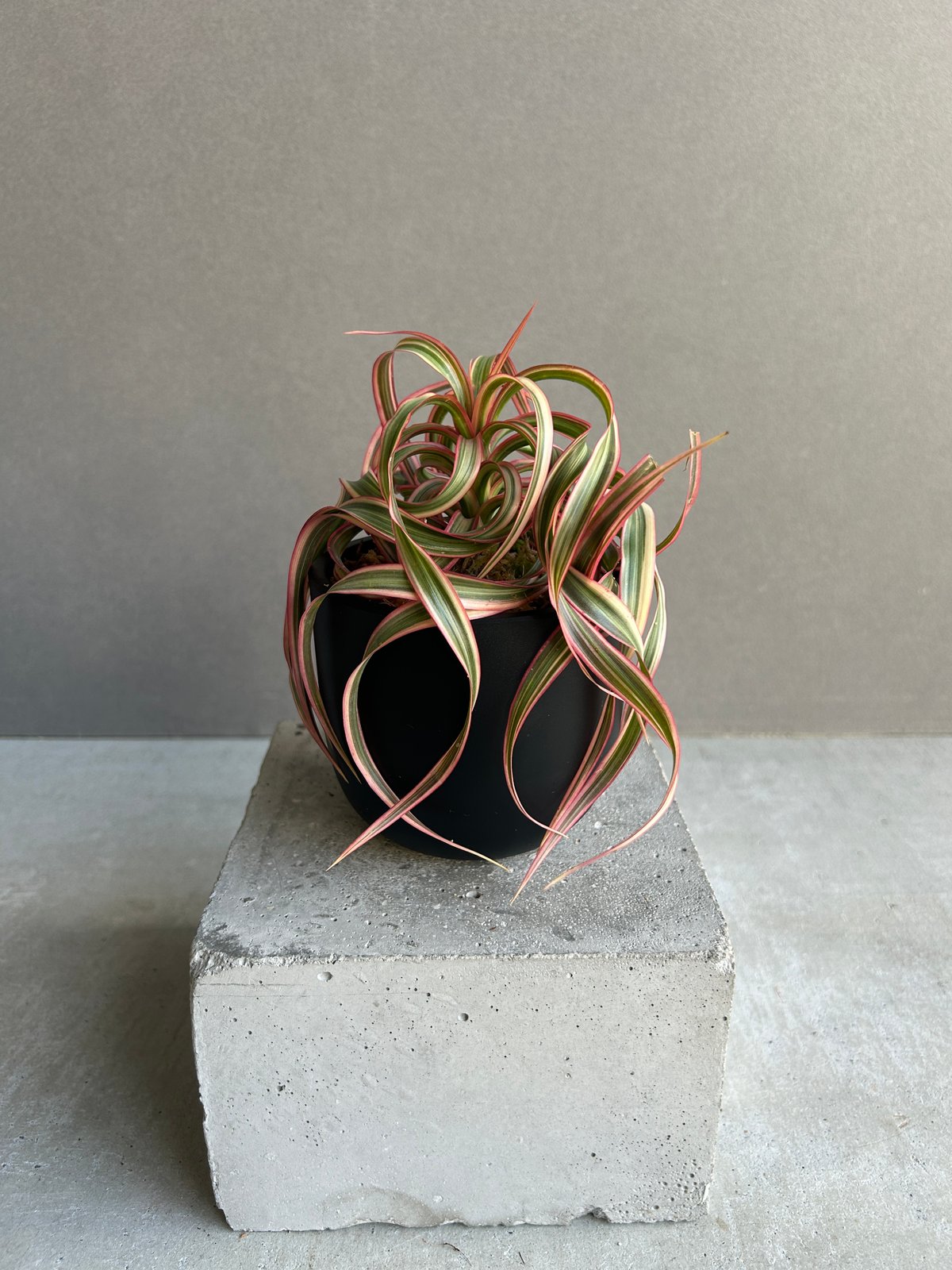 ドラセナ キュンティ「Dracaena concinne Kuhnty 」81J | SHOU