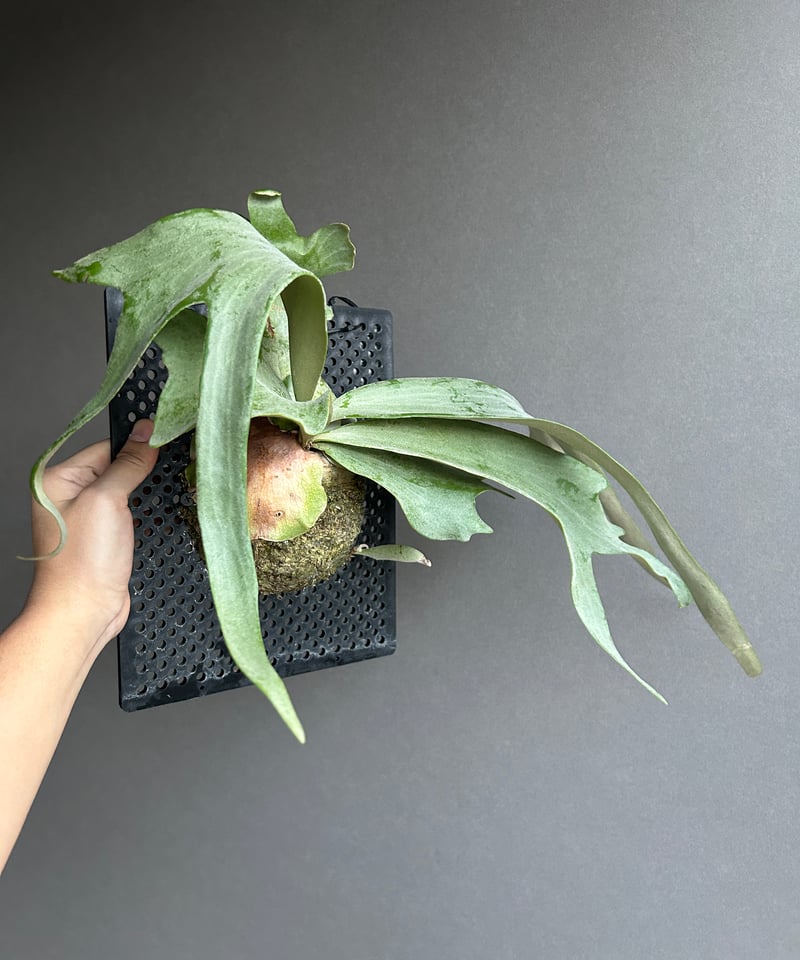 ビカクシダ ウィリンキー cv. I ツビッキー 18「Platycerium