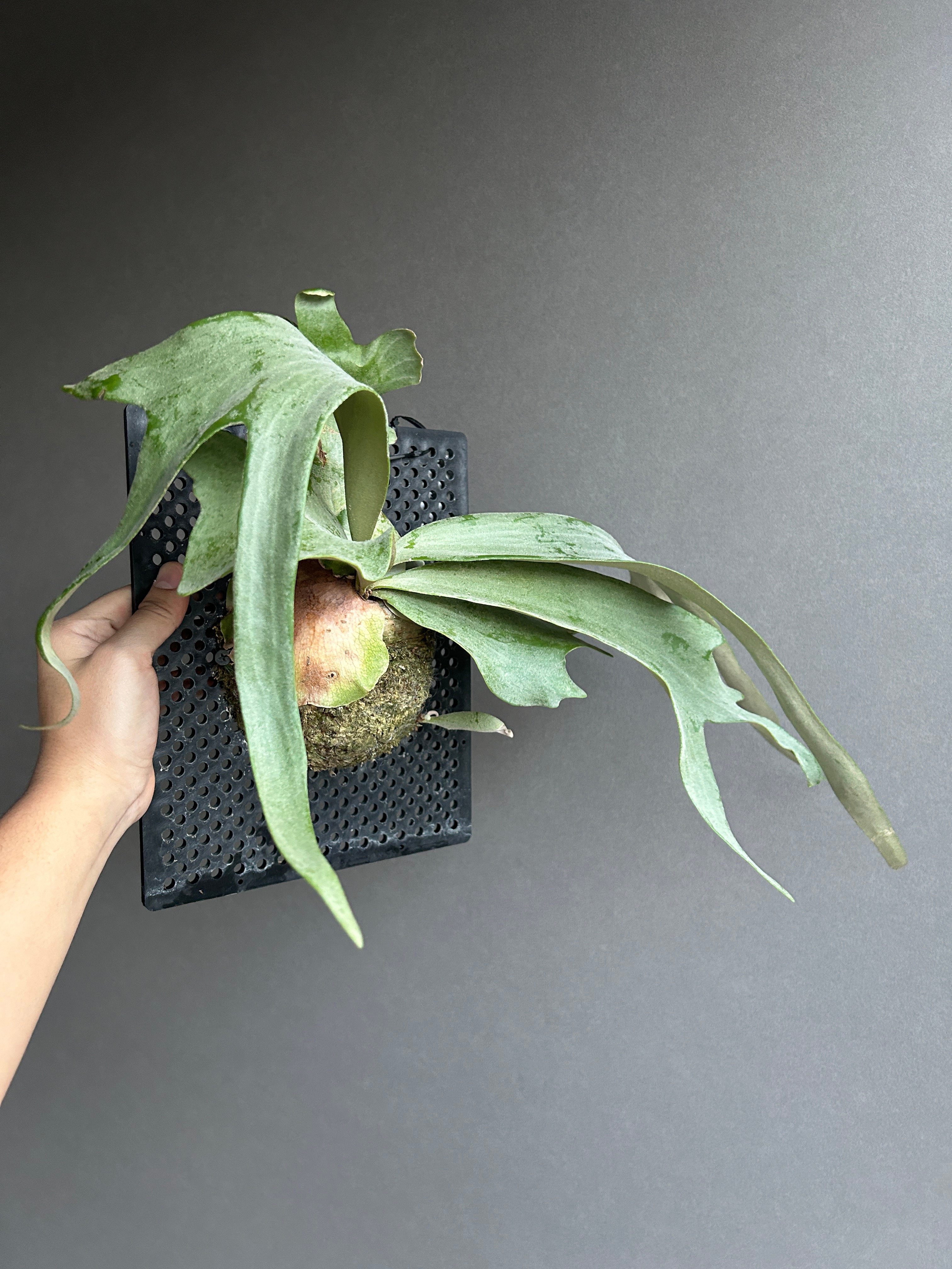 ビカクシダ ウィリンキー cv. I ツビッキー 18「Platycerium .willin
