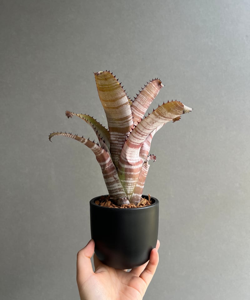 ビルベルギア ホリダ var. ティグリナ 「Billbergia horrida var.