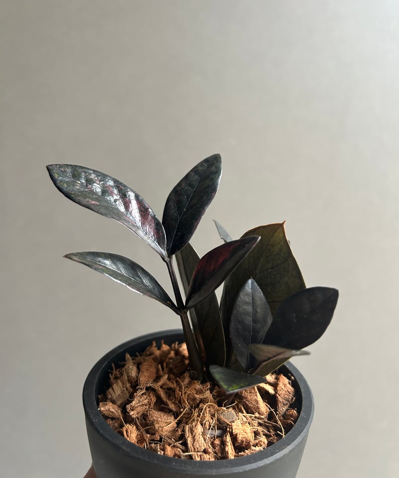 ザミオクルカス 斑入 “ブラックピンク”「Zamioculcas Zamiifolia Var