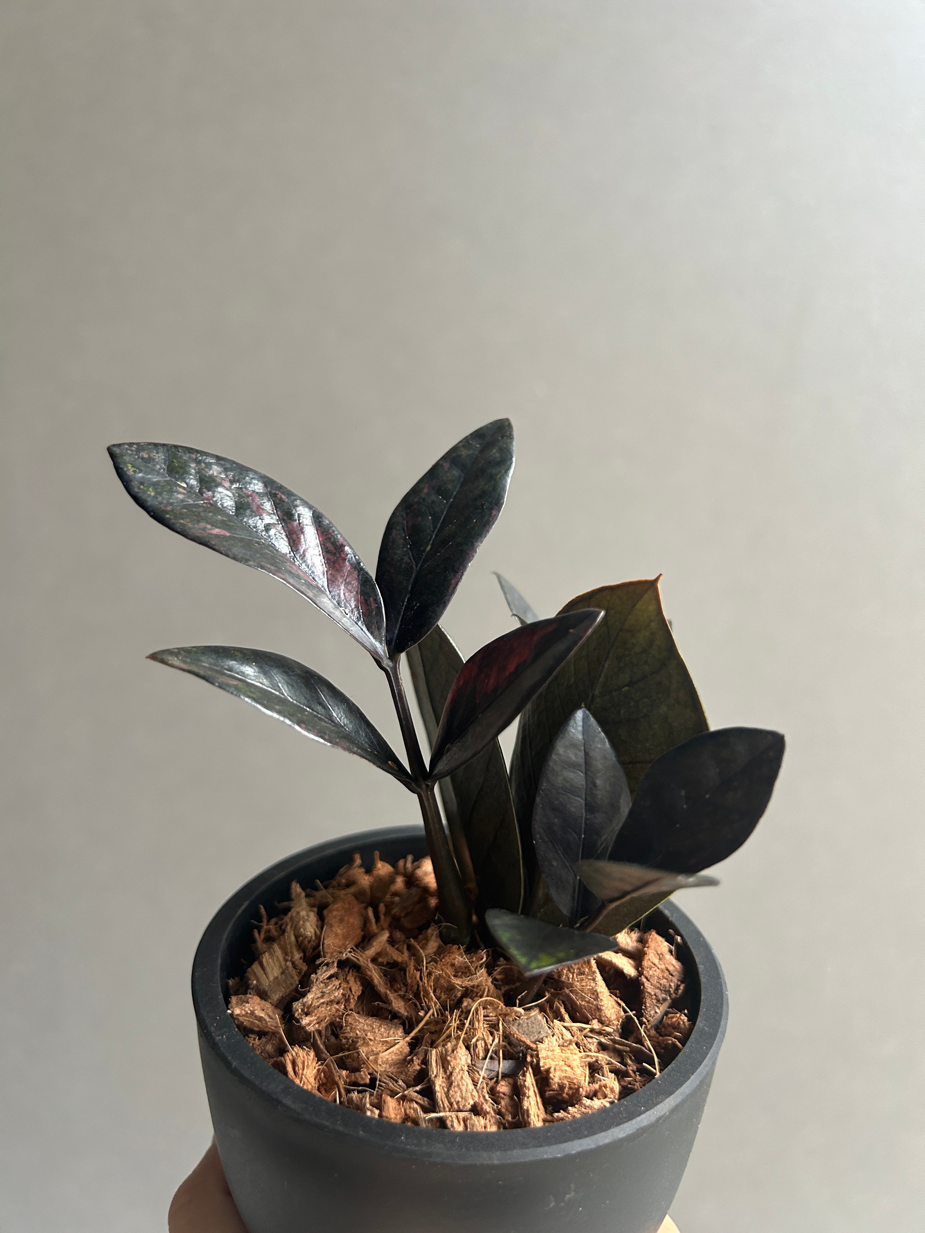 ザミオクルカス 斑入り**ZZ plant** ザミオクルカス 斑入 “ブラックピンク”「Zamioculcas Zamiifolia Var