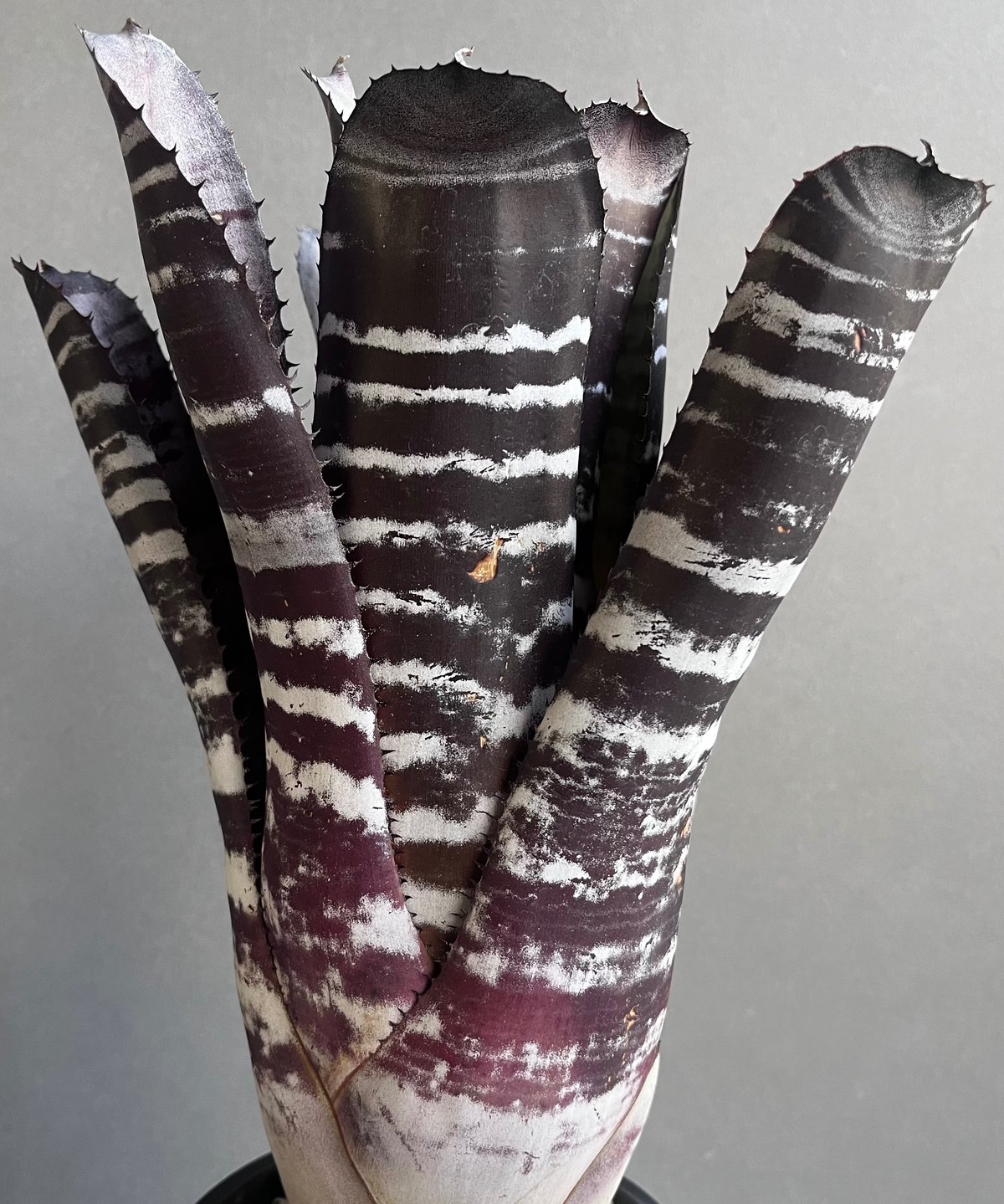 エクメア チャンティニー ブラック セレクト 「Aechmea chantinii Black