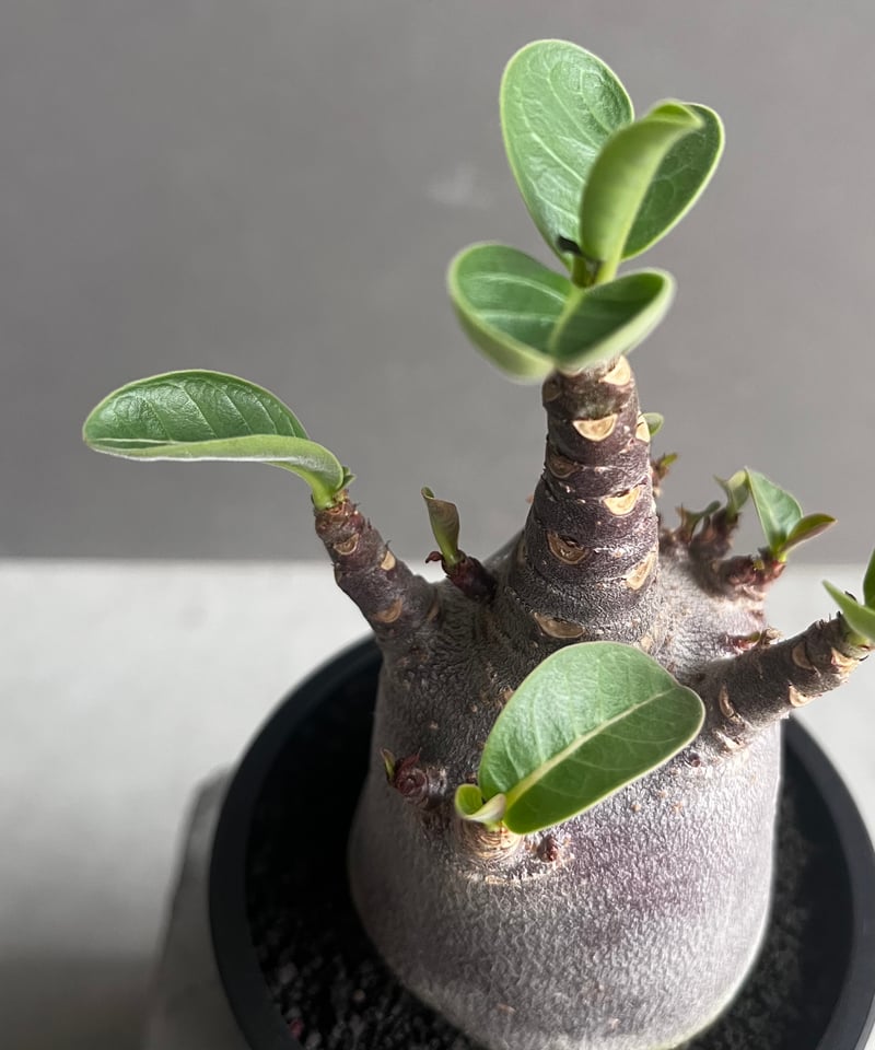 アデニウム アラビカム スーパー ドワーフ “ブラック” 「Adenium