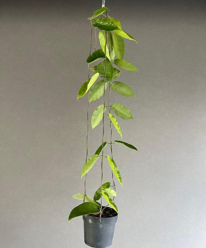 アメリカ通販ファッション ホヤ インフラータ 「Hoya inflata」23M | SHOUCHIKUEN その他観葉植物