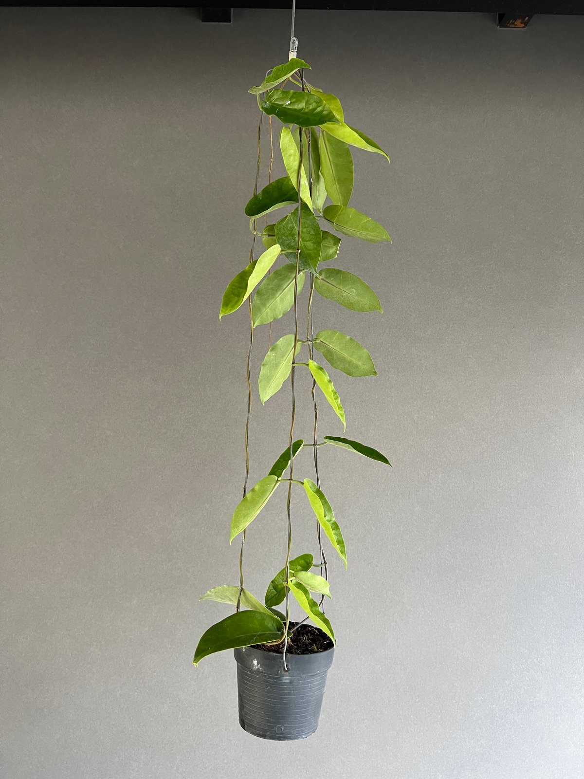 ananさん専用 ＊ Hoya ＊ ホヤ ＊ inflata ananさん専用 ＊ Hoya