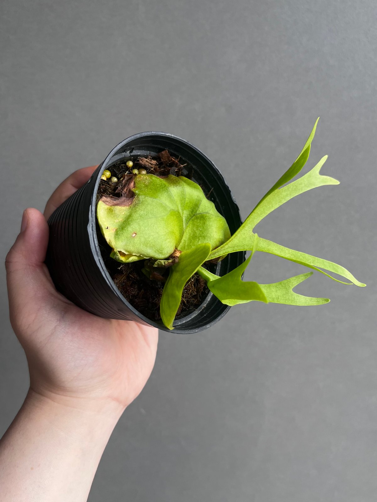 ビカクシダ リドレイ パカラン 胞子栽培株 「Platycerium ビカクシダ リドレイ パカラン 胞子栽培株 「Platycerium