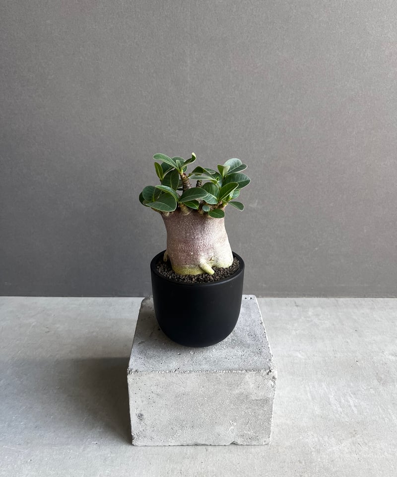 アデニウム アラビカム スーパー ドワーフ “ブラック” 「Adenium