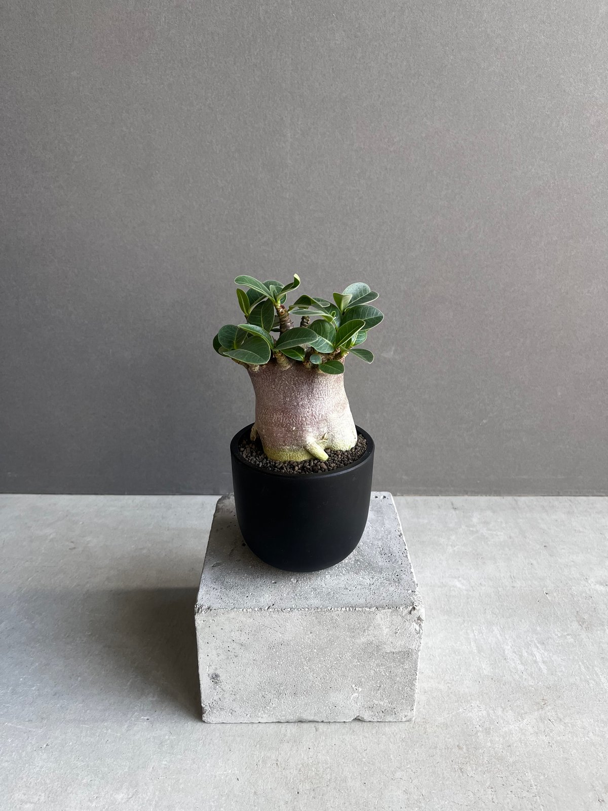 アデニウム アラビカム スーパー ドワーフ “ブラック” 「Adenium