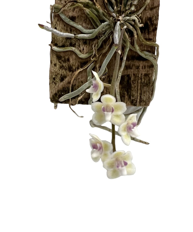 キロスキスタ sp. サクラ(桜) 「Chiloschista sp. Sakura」8J |