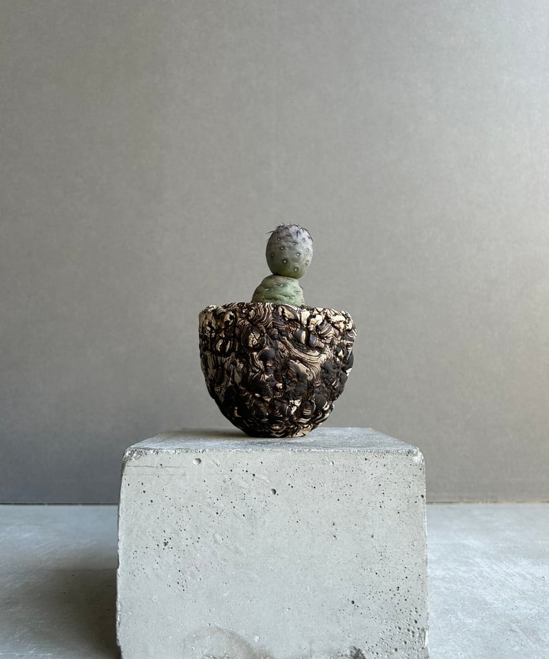 テフロカクタス ゲオメトリクス+plantsmonsters pot 「Tephrocactu