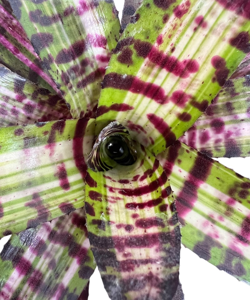 ネオレゲリア ブラック キャット ボーン 「Neoregelia Black Cat
