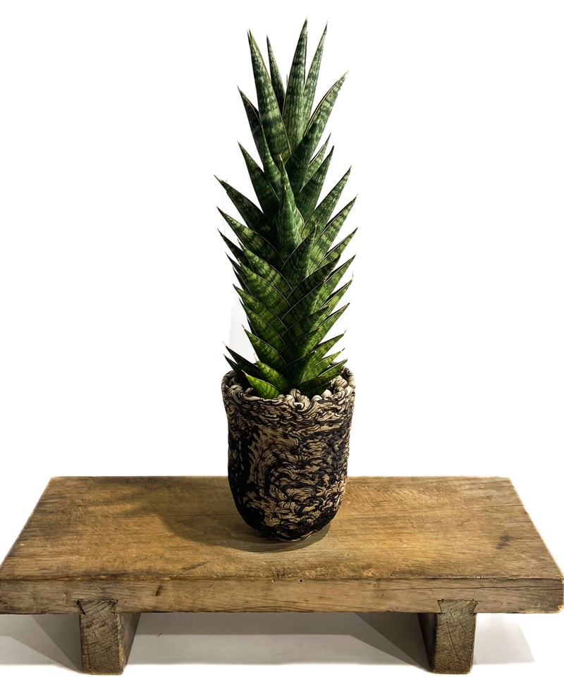 サンセベリア アンヤマニー ハイブリッド+pmp「Sansevieria サンセベリア アンヤマニー ハイブリッド+pmp「Sansevieria