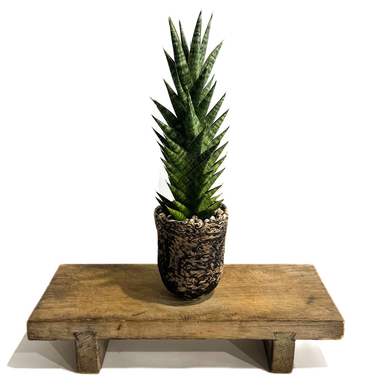 EMP サンセベリア アンヤマニーハイブリッド ドワーフEM1 / SA264 EMP サンセベリア アンヤマニーハイブリッド ドワーフEM1 / SA264