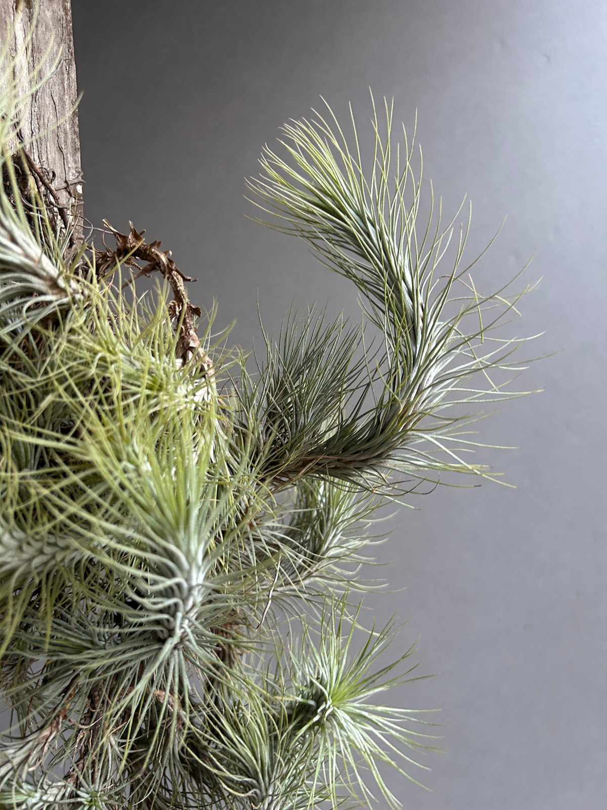 ティランジア フンキアナ クランプ 「Tillandsia funckiana clump」1