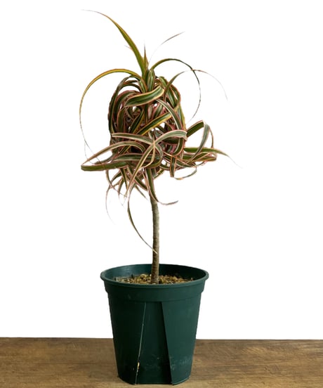 ぬぬぬ　シンメトリカ Amazon | SK11(エスケー11) 鷲掴ドリルチャック キー付き 13mm SKWZ