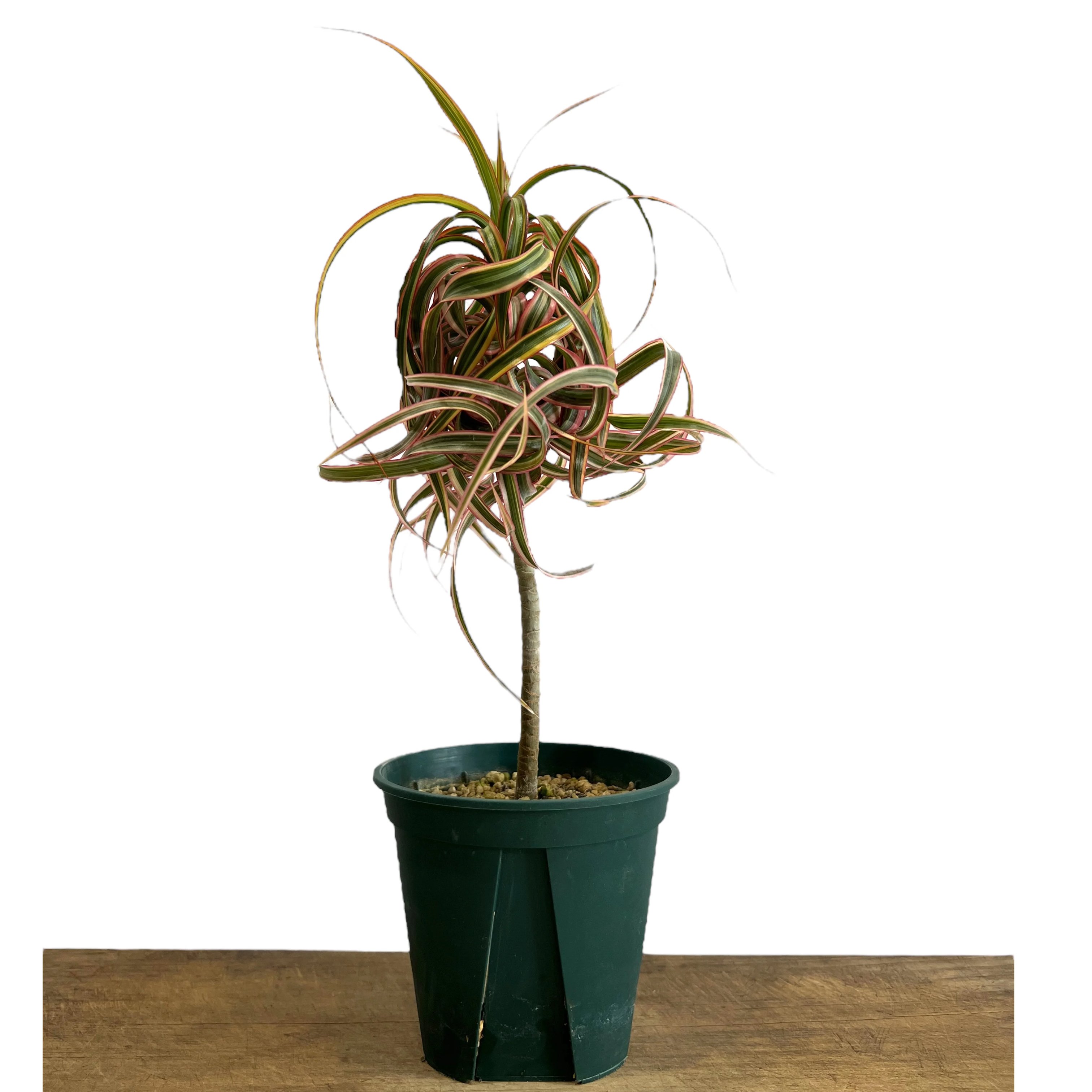 Dracaena concinne ‘Kuhnty' original