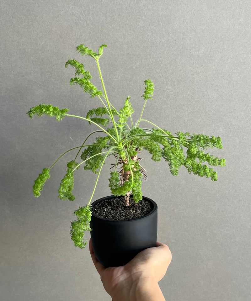 ペラルゴニウム　ヒルツム ペラルゴニウム ヒルツム「Pelargonium hirtum」64N | SHOUCHIKUEN