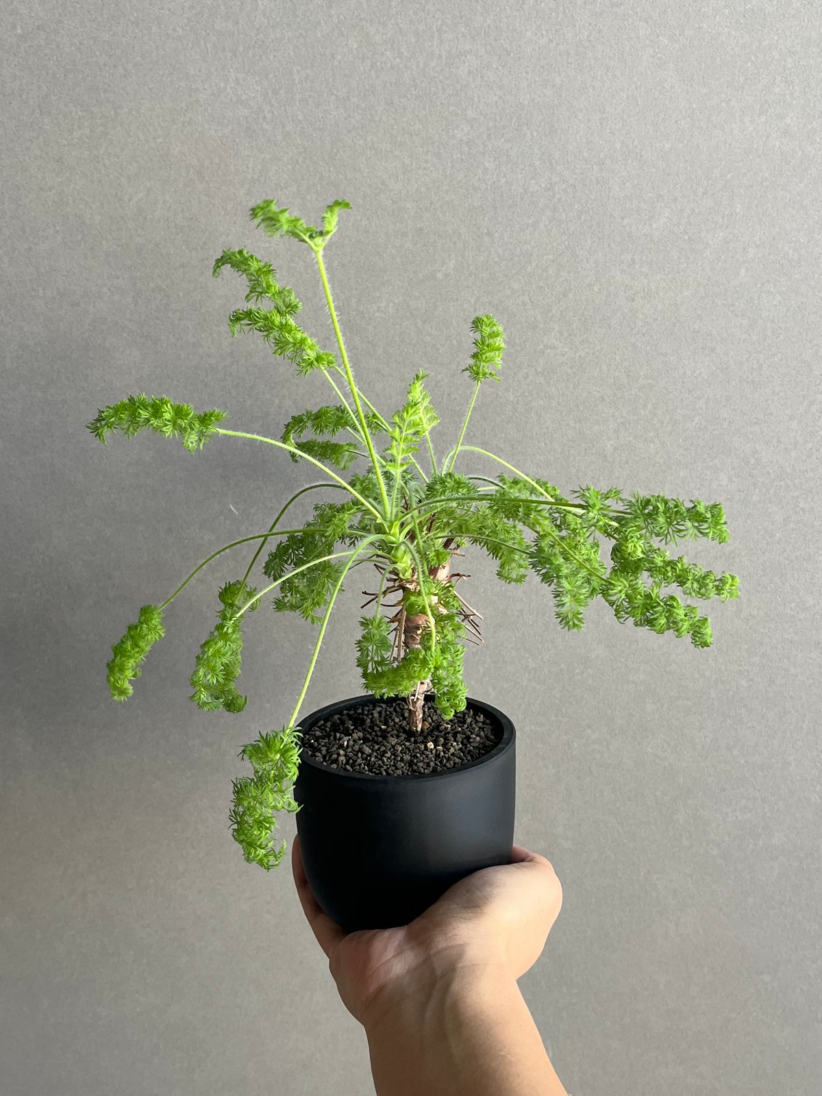 ペラルゴニウム ヒルツム「Pelargonium hirtum」64N | SHOUCHIKUEN