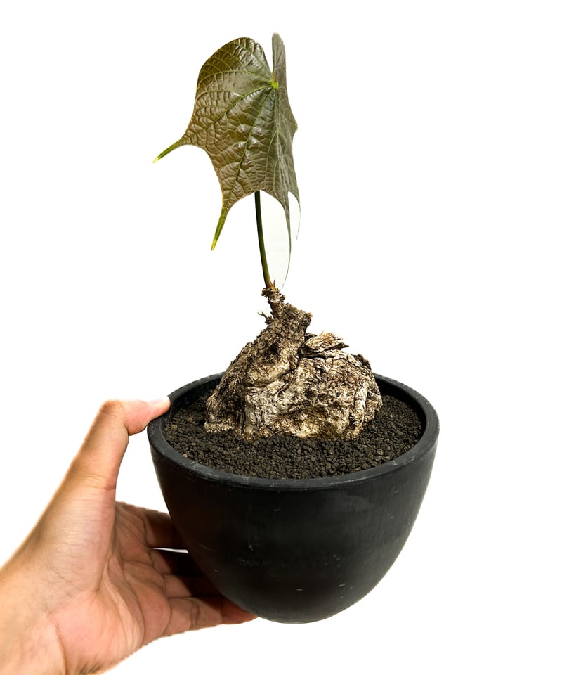 610〓希少Myrciaria aff.cuspidata 実生 【限定1】 610〓希少