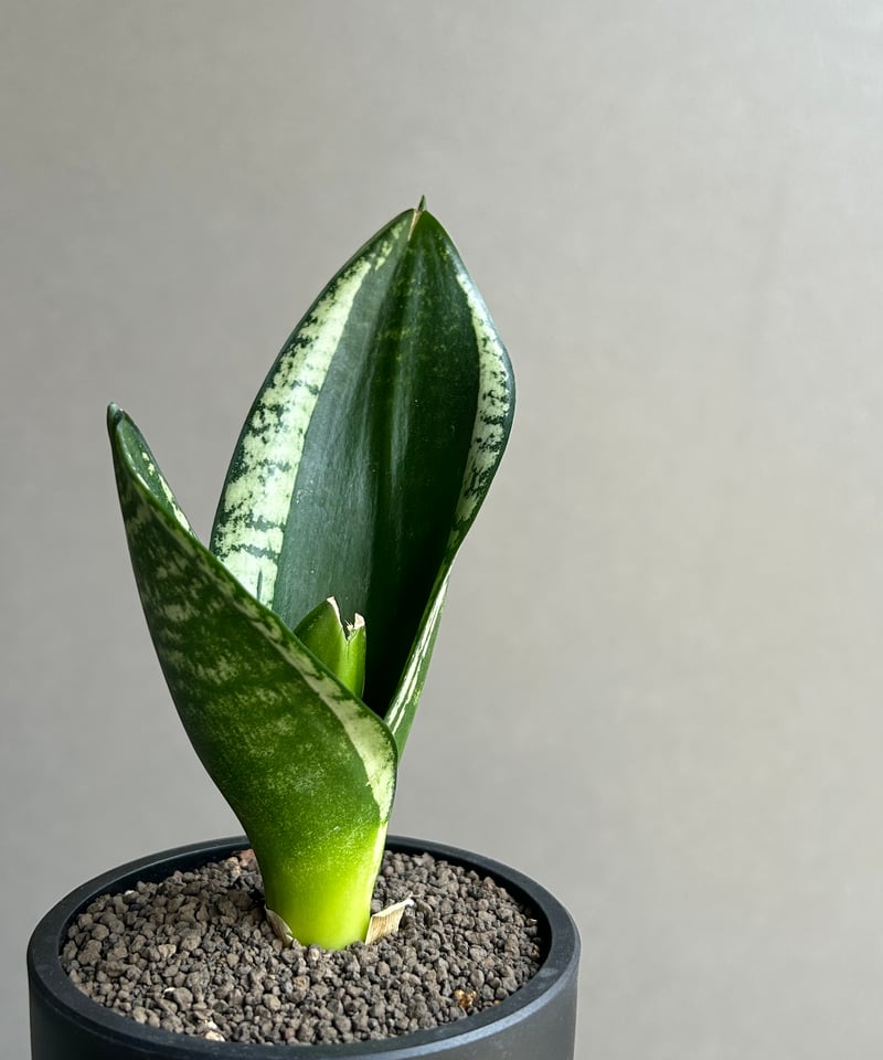 サンセベリア シルバー フレーム「Sansevieria Silver Flame 」91L