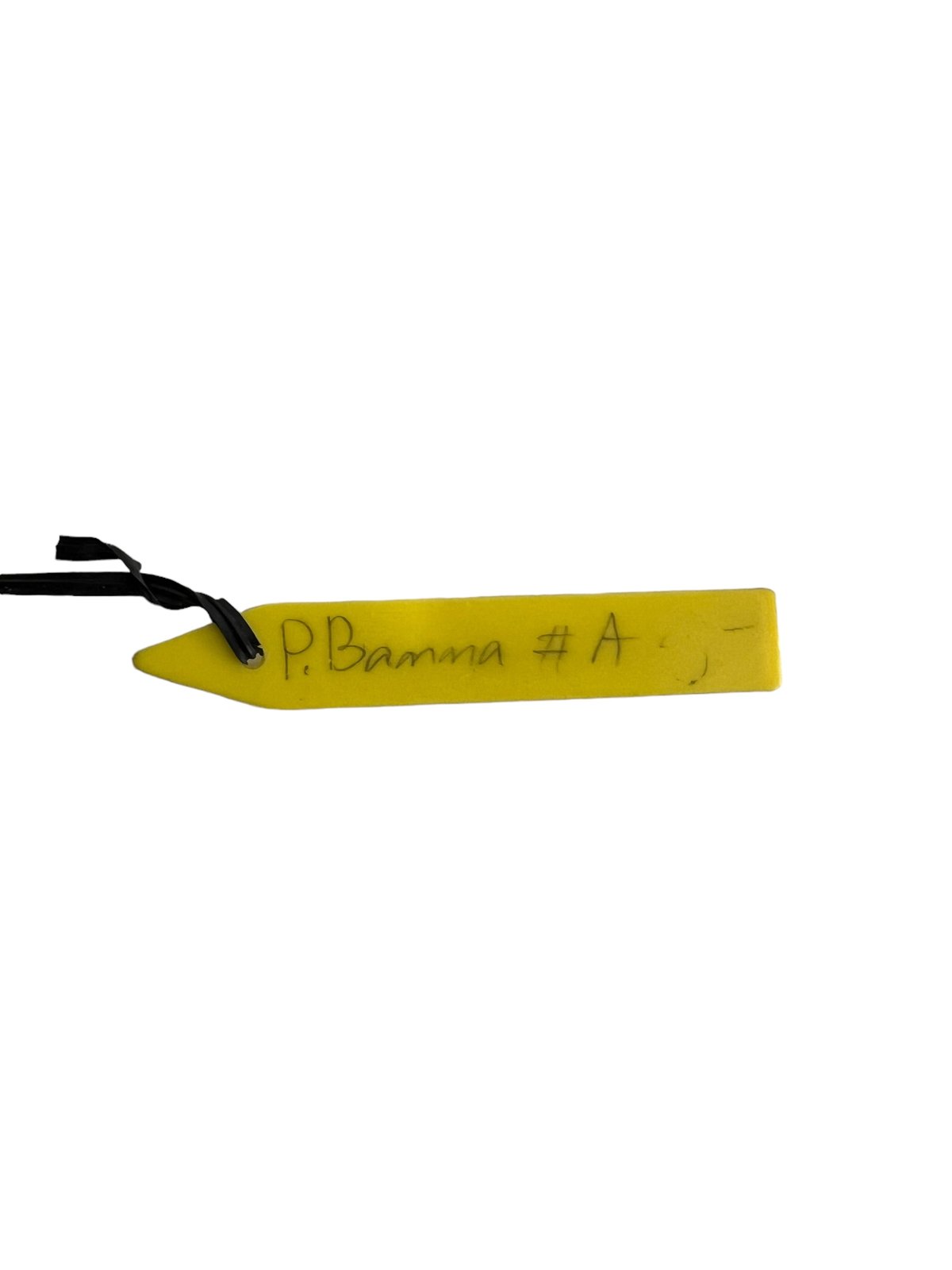 ビカクシダ バンナ #A (子株) 「Platycerium Banna #A (pup)」8