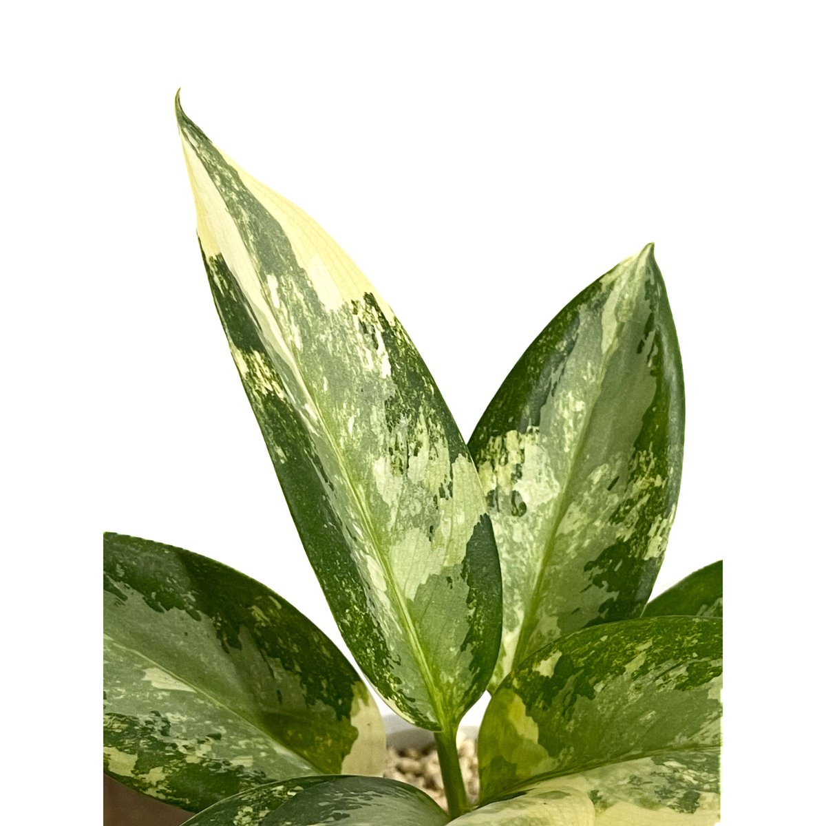 アグラオネマ スワンナプーム「Aglaonema Suvarnabhumi」16F-2 | S