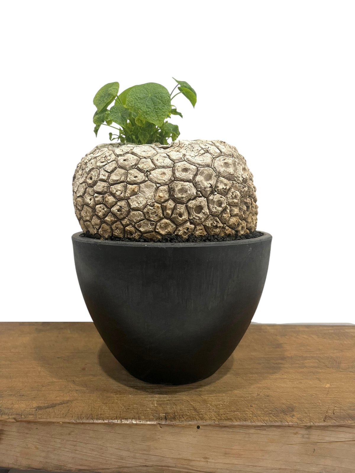 NaturaL Leafs.様専用!激レア!ステファニアスベローサ 斑入り NaturaL Leafs.様専用!激レア!ステファニアスベローサ 斑入り
