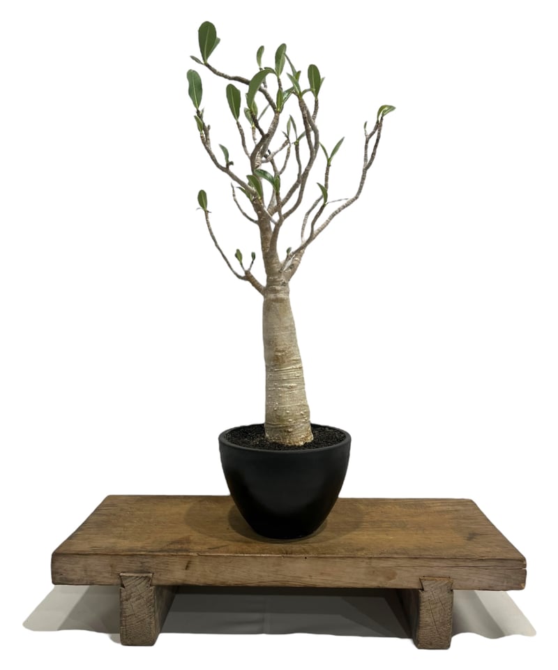 Botanical Baobab CD ボタニカル　バオバブ Botanical Baobab CD ボタニカル バオバブ CD「カナタ」 baobab