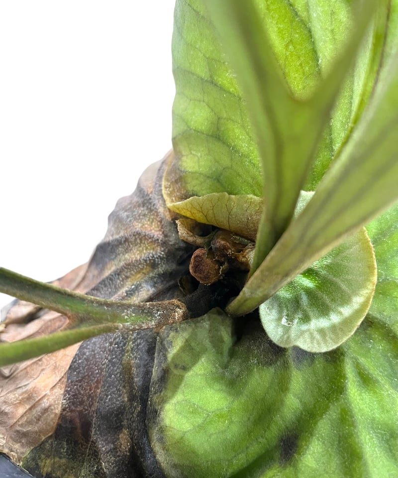 ビカクシダ キッチャクード 細葉 「Platycerium Mt. Kitshakood Th