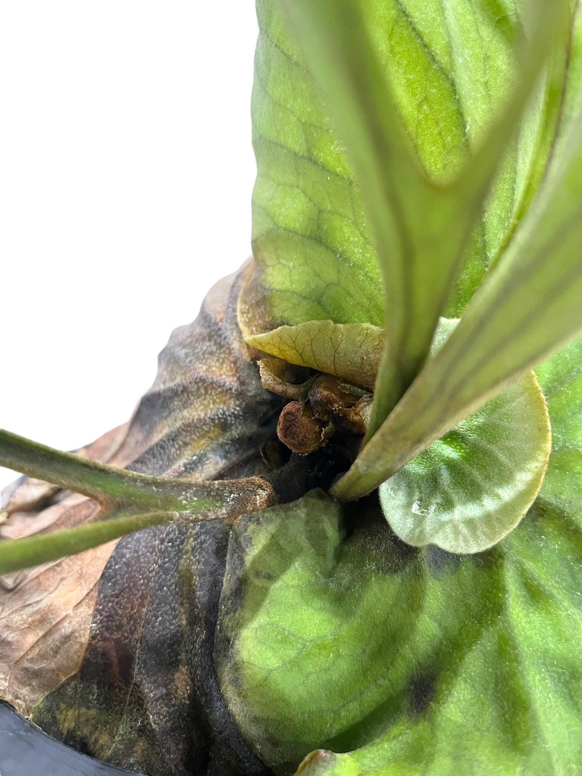 ビカクシダ キッチャクード 細葉 「Platycerium Mt. Kitshakood ビカクシダ キッチャクード 細葉 「Platycerium Mt. Kitshakood