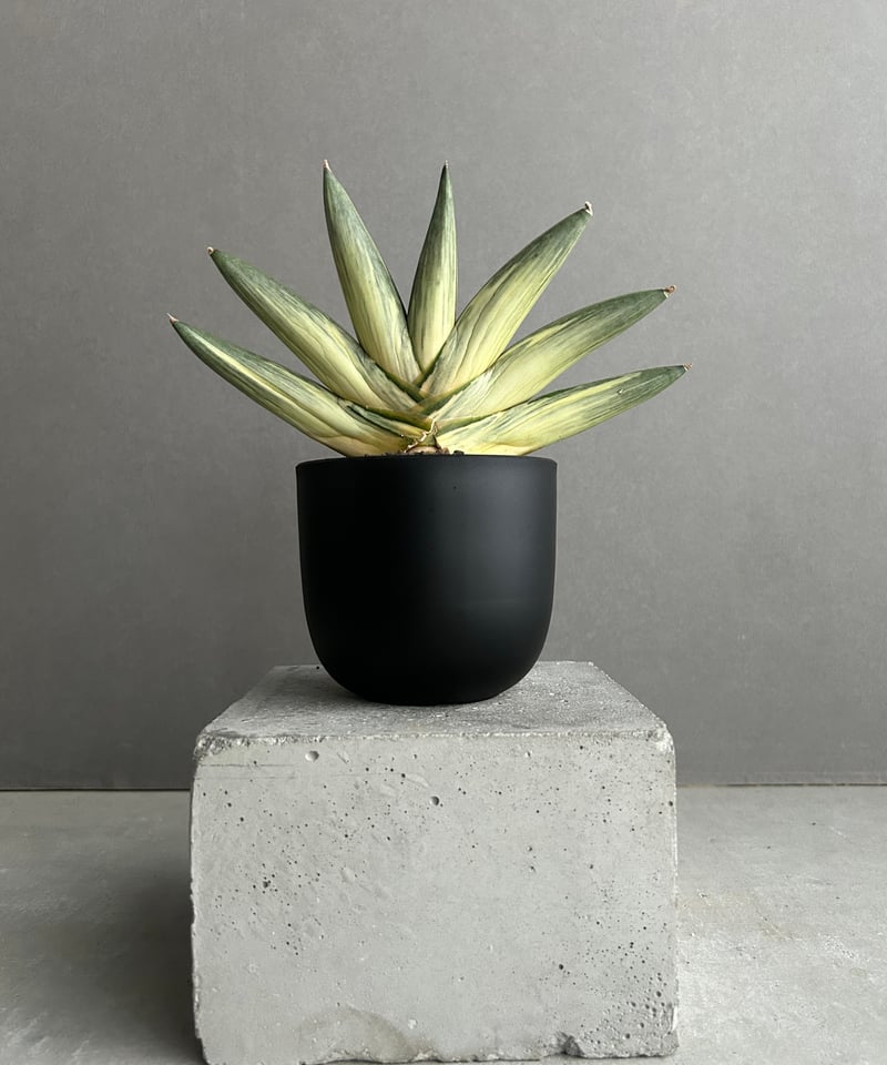 サンスベリア ユキオンナ ① sansevieria yuki onna サンスベリア ユキオンナ ① sansevieria yuki onna 懸月SANSE00314