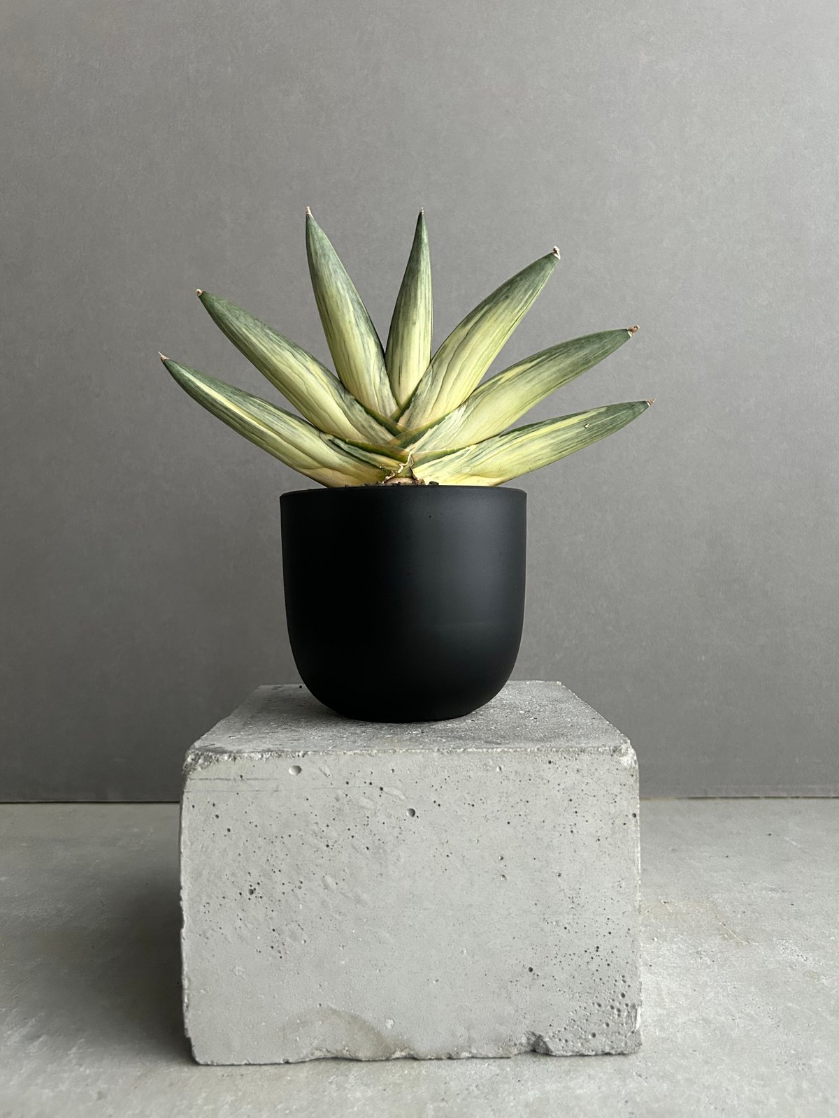 サンセベリア 雪女(ユキオンナ) 「Sansevieria 'Yuki Onna' 」96L