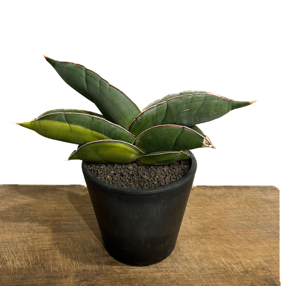 サンスベリア バナナ 斑入 S.Banana Variegated 2 サンスベリア バナナ 斑入 S.Banana Variegated 2 【公式通販】