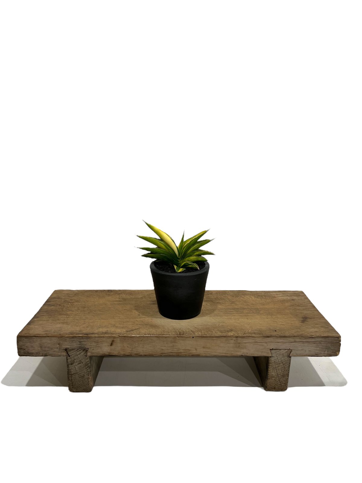 サンスベリア サワディ斑入　S.Sawadee V サンセベリア サワディー 斑入 「Sansevieria Sawasdee variegate