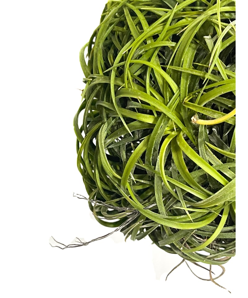 ティランジア イオナンタ ドゥルイド ボールタイプ「Tillandsia